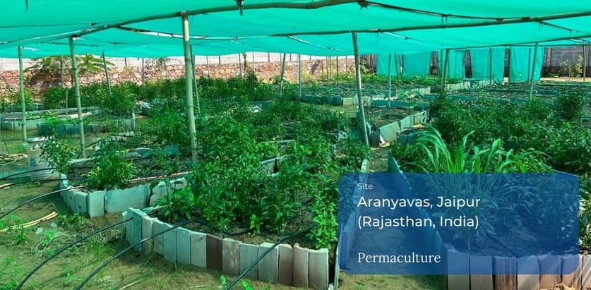 Urbagrow Permaculture Jaipur Work